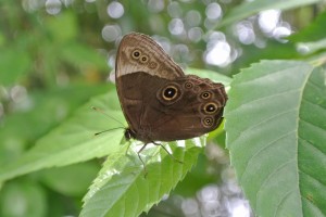 江津湖のチョウ
