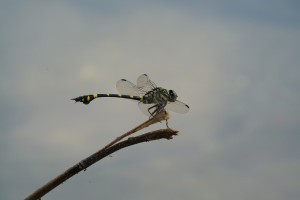 江津湖のトンボ