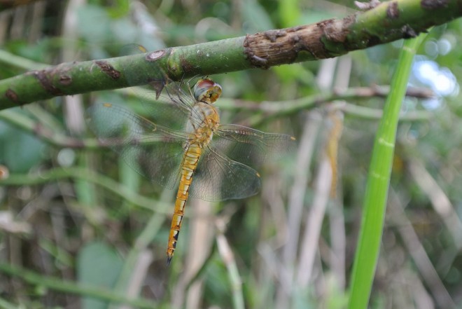 ウスバキトンボ