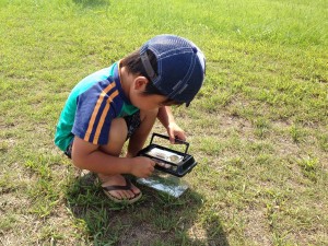 バッタの仲間を探してみよう (3)