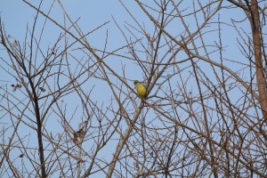 江津湖のヨシワラにくる小鳥類