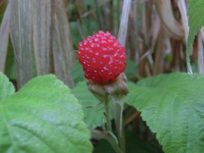 クサイチゴ（草苺）の果実