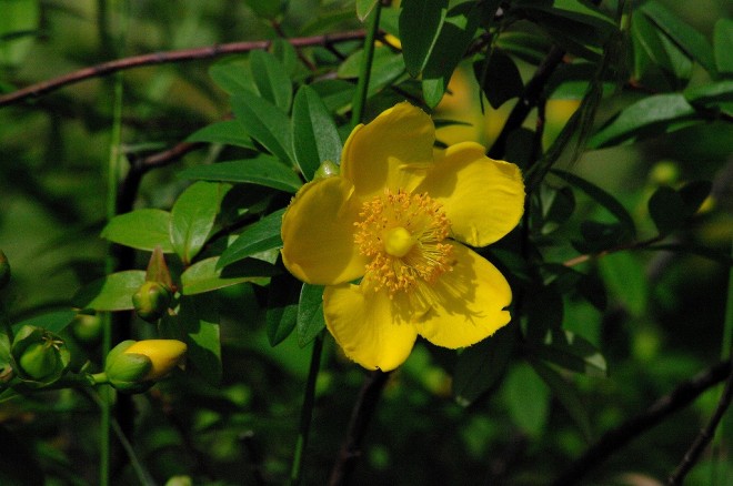 キンシバイ（金糸梅）類とサツキ（皐月）