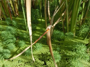 ベニイトトンボ