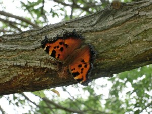 ヒオドシチョウ