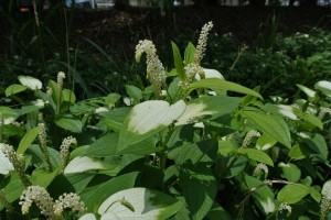 ハンゲショウ (5)