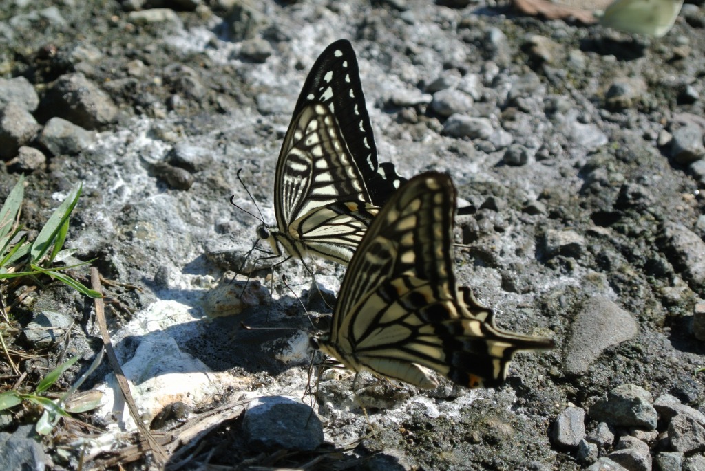 アゲハチョウの仲間