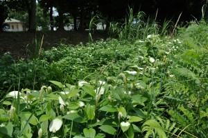 ハンゲショウ (4)