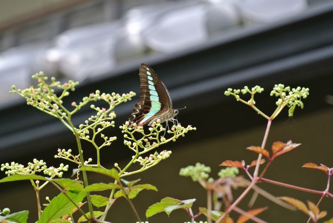 江津湖の昆虫５