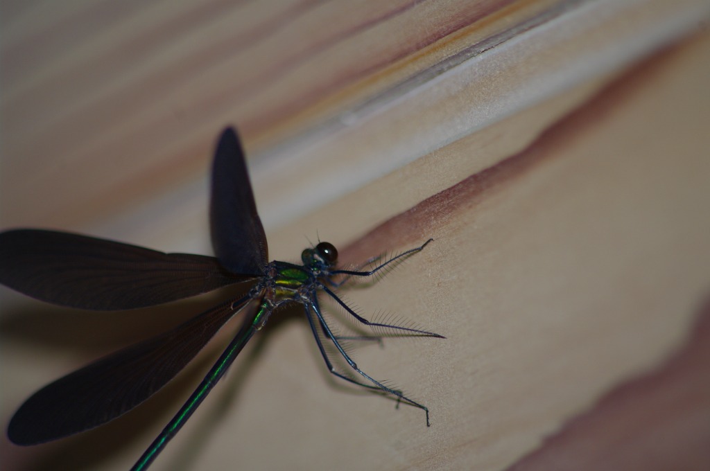 ハグロトンボ（羽黒蜻蛉）