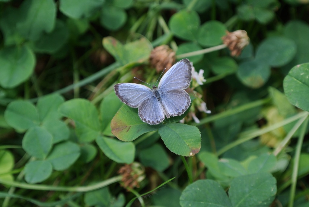 シジミチョウの仲間