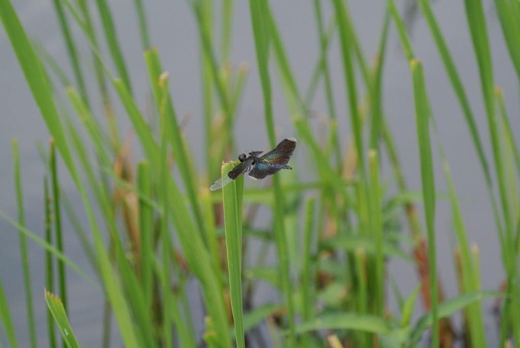 チョウトンボ（蝶蜻蛉）