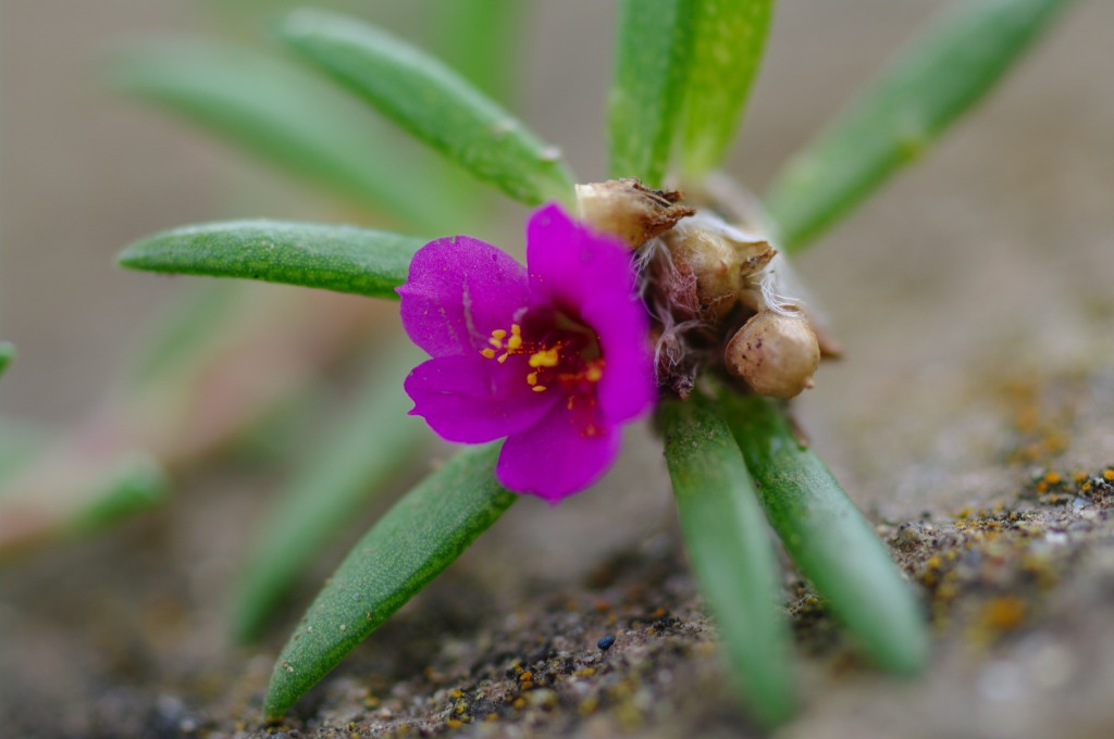 ヒメマツバボタン（姫松葉牡丹）とツルマメ（蔓豆）