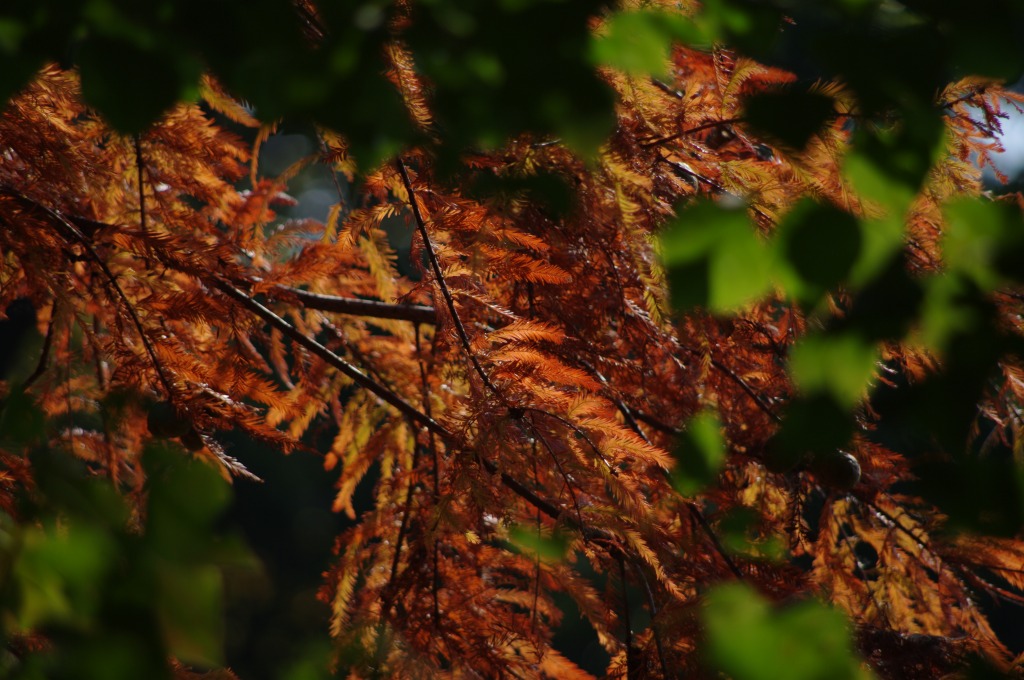 ラクウショウ（落羽松）の紅葉