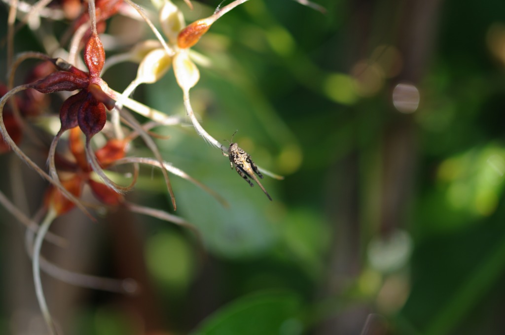 センニンソウ（仙人草）の髭とホトケノザ（仏の座）