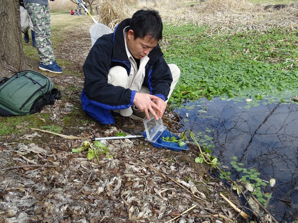 トビイロマルハナノミ（鳶色円花蚤）