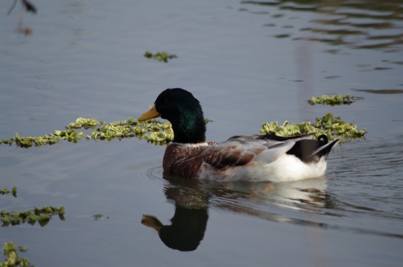 ボランティア活動（なんさんする会）