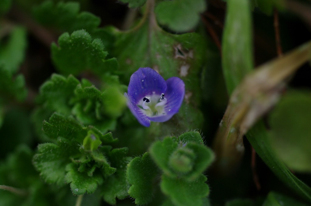 Persian speedwell と Ivy-leaved speedwell