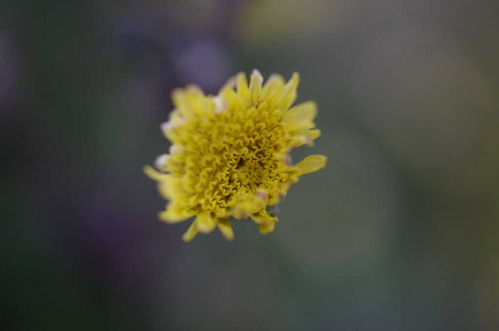 ノゲシ（野芥子）