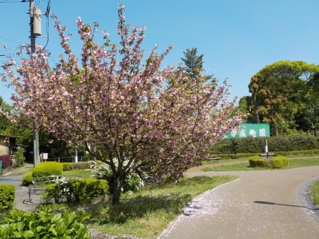 150417水前寺地区八重桜 (1)