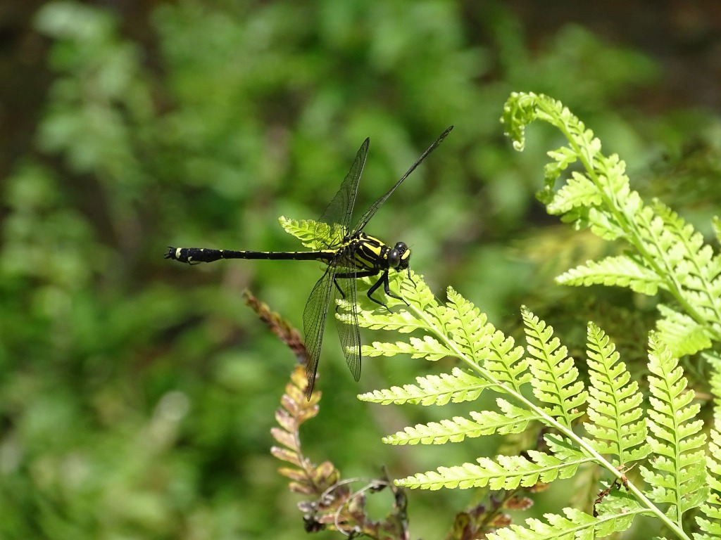 ヤマサナエ（山早苗）