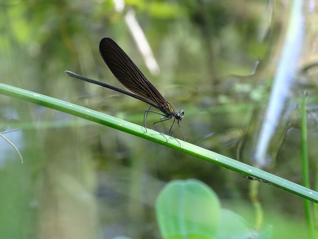 ハグロトンボ（羽黒蜻蛉）