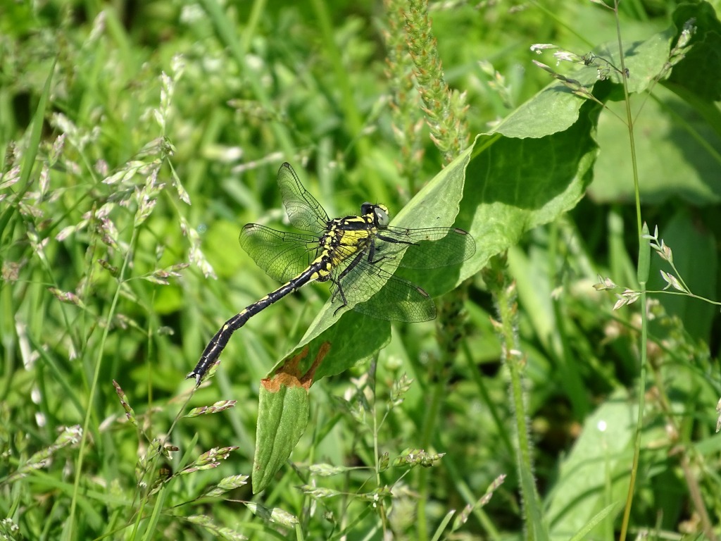 タベサナエ（田部早苗）