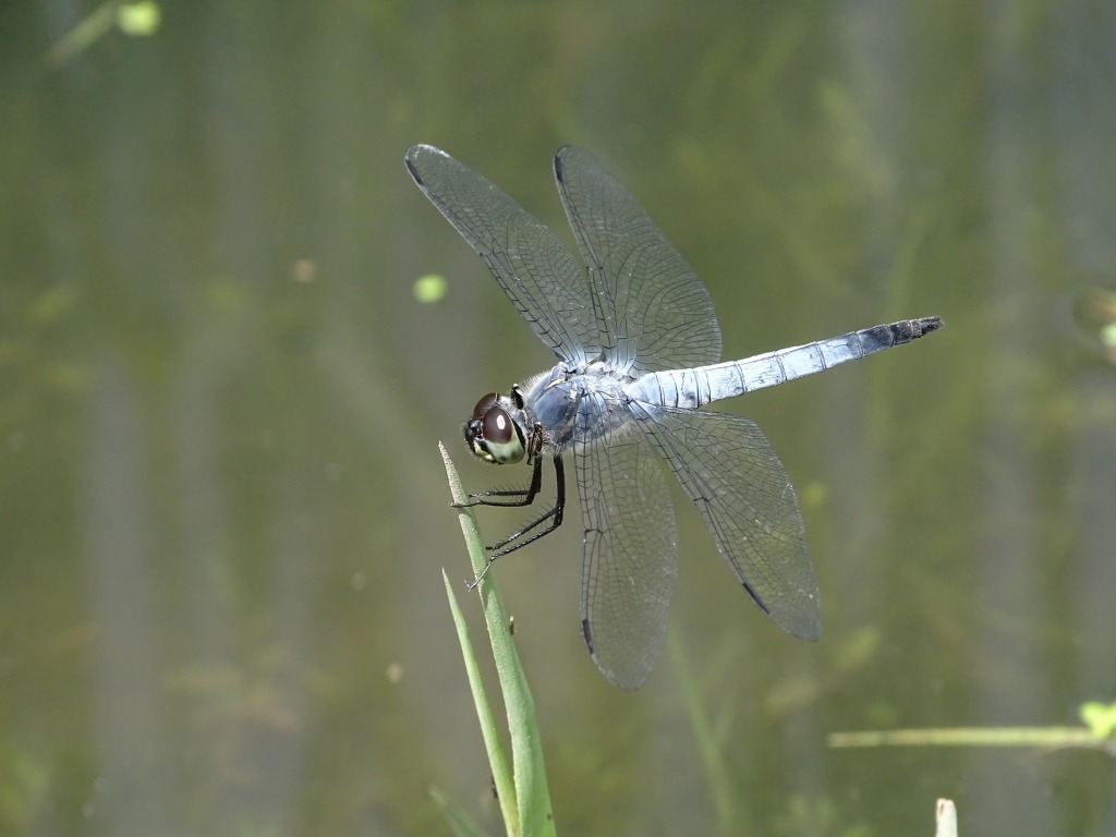 コフキトンボ（粉吹蜻蛉）