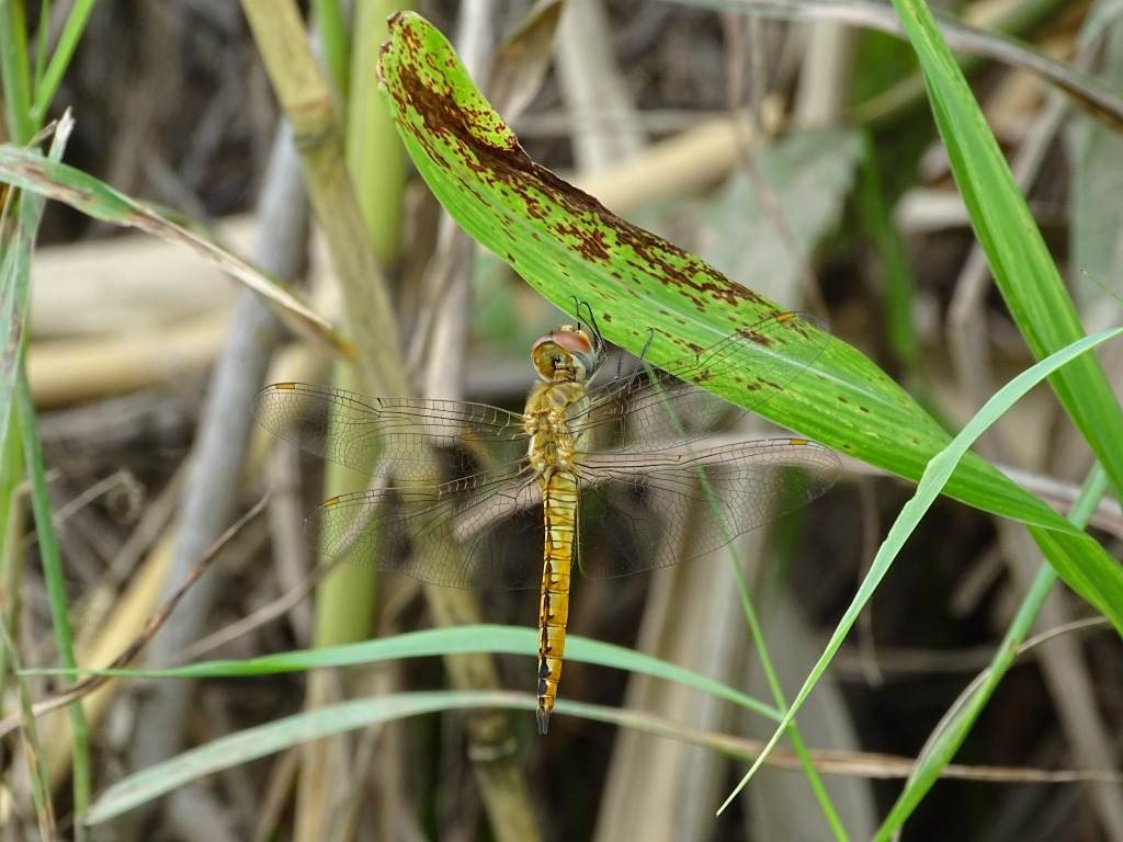 ウスバキトンボ（薄羽黄蜻蛉）