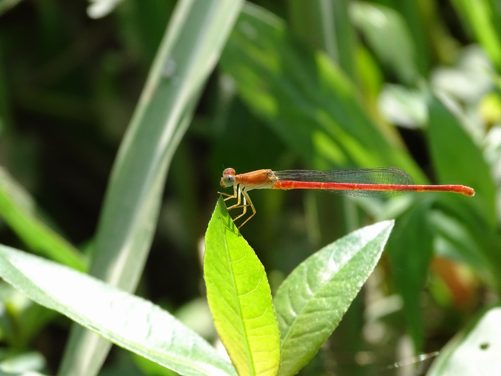 ベニイトトンボ（紅糸蜻蛉）