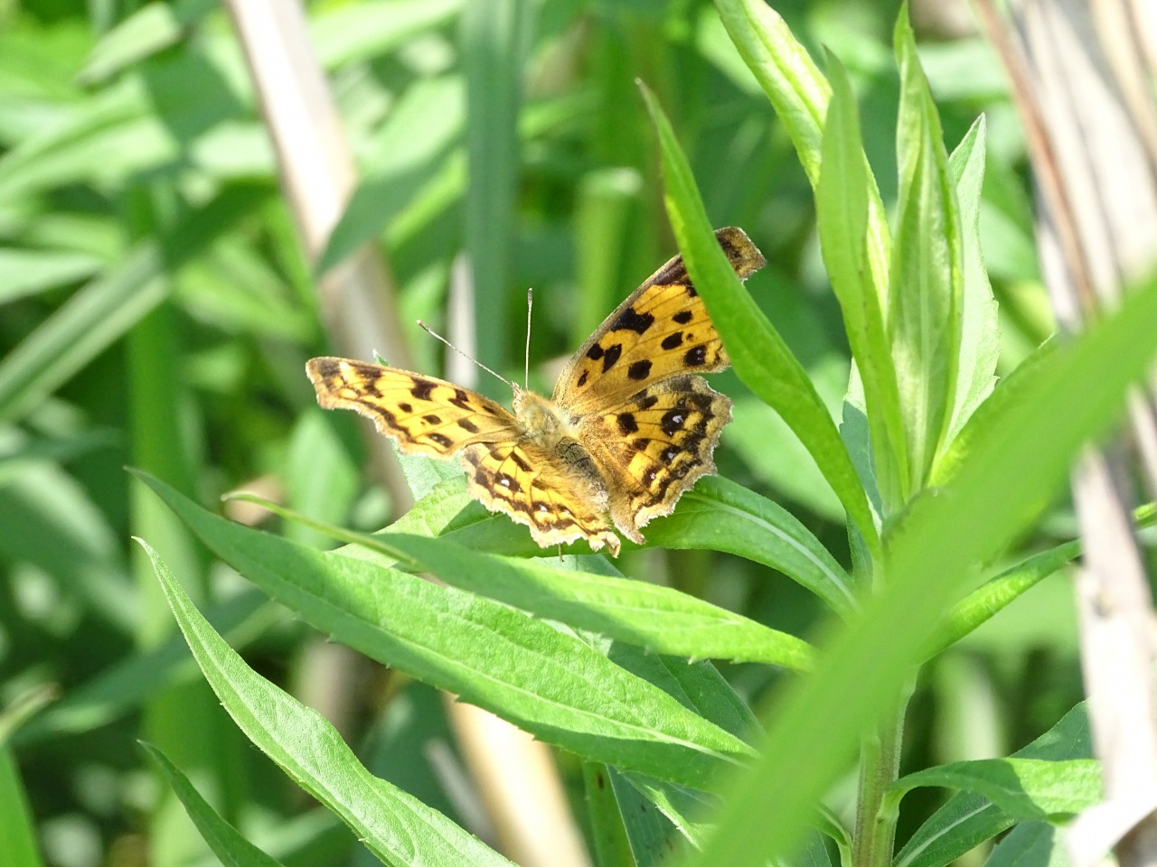 キタテハ（黄立羽）