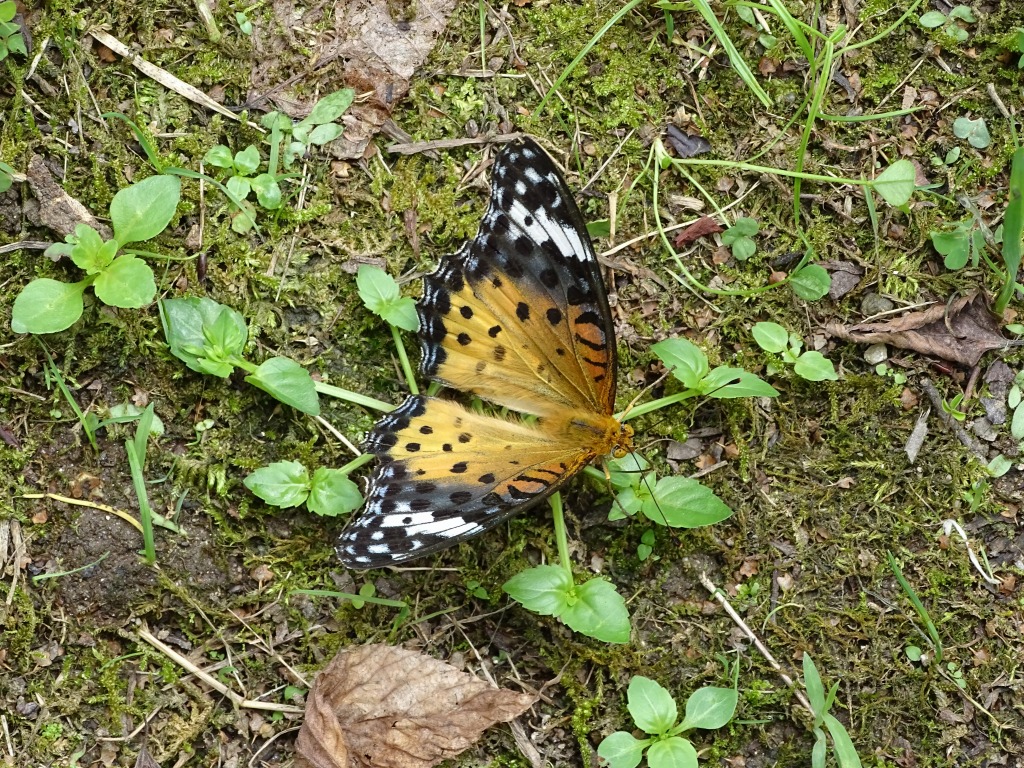 ツマグロヒョウモン（褄黒豹紋）