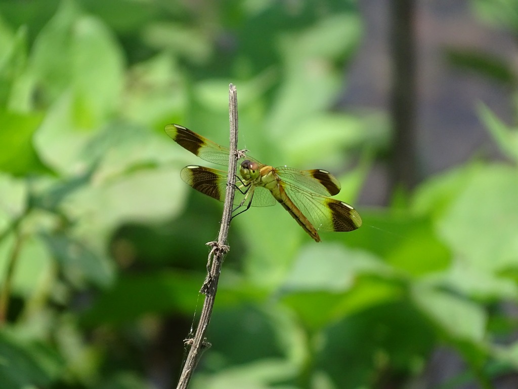 ミヤマアカネ（深山茜）