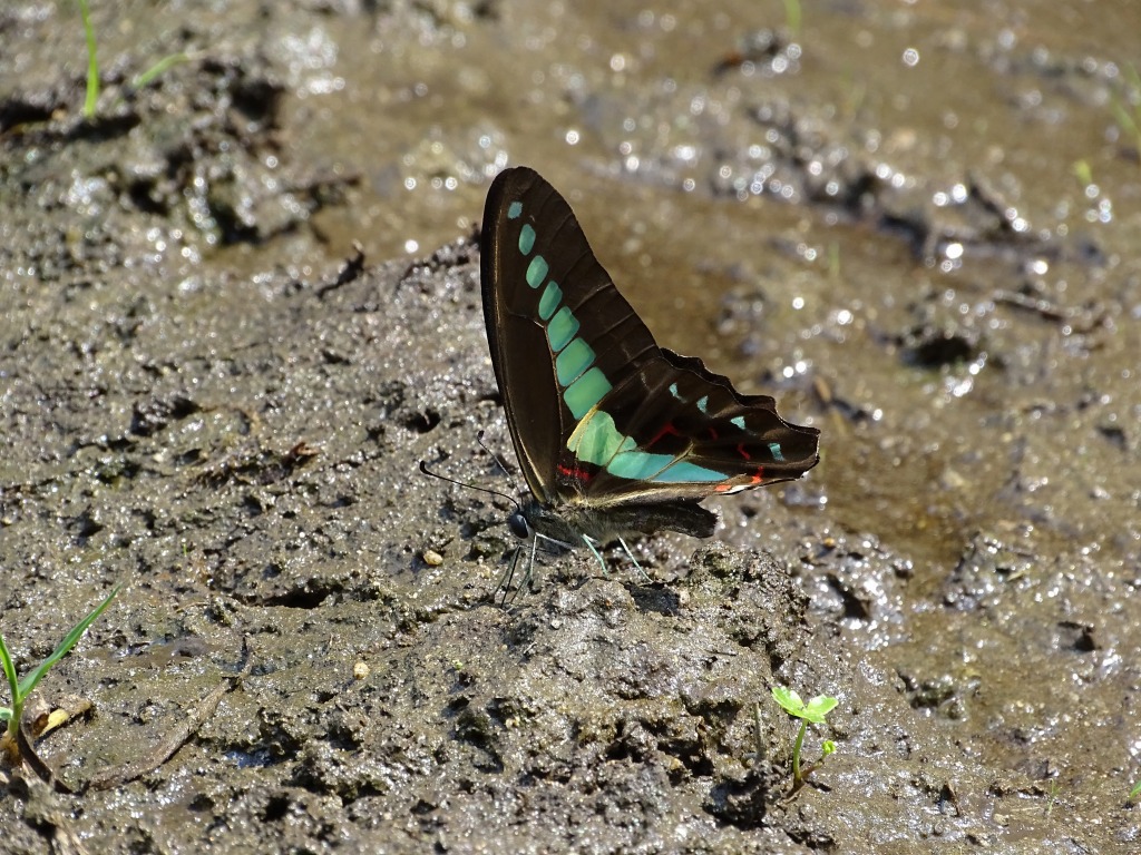 アオスジアゲハ（青条揚羽）