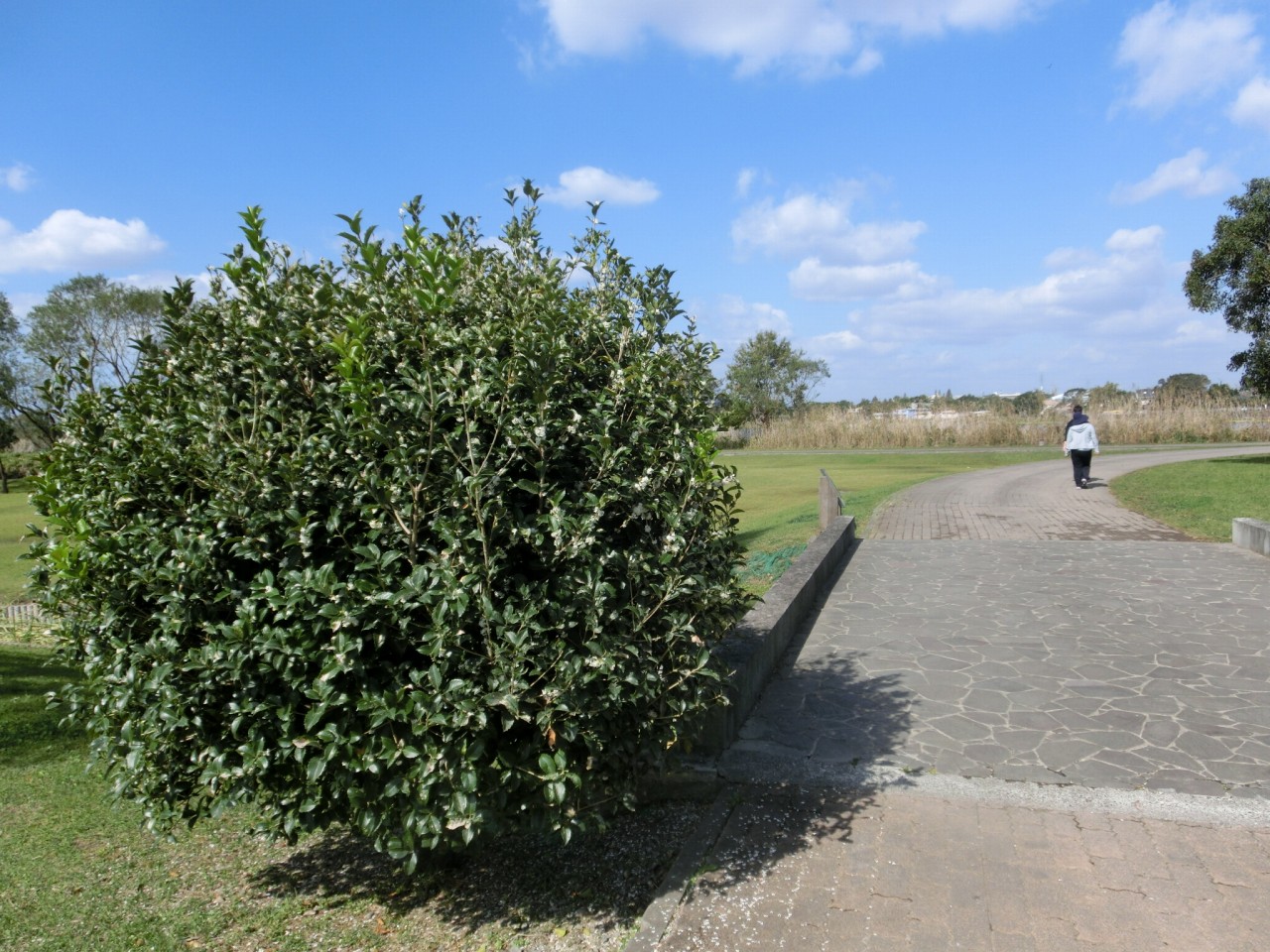 ヒイラギモクセイ（柊木犀）