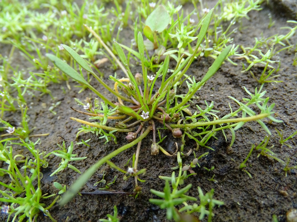 キタミソウ（北見草）