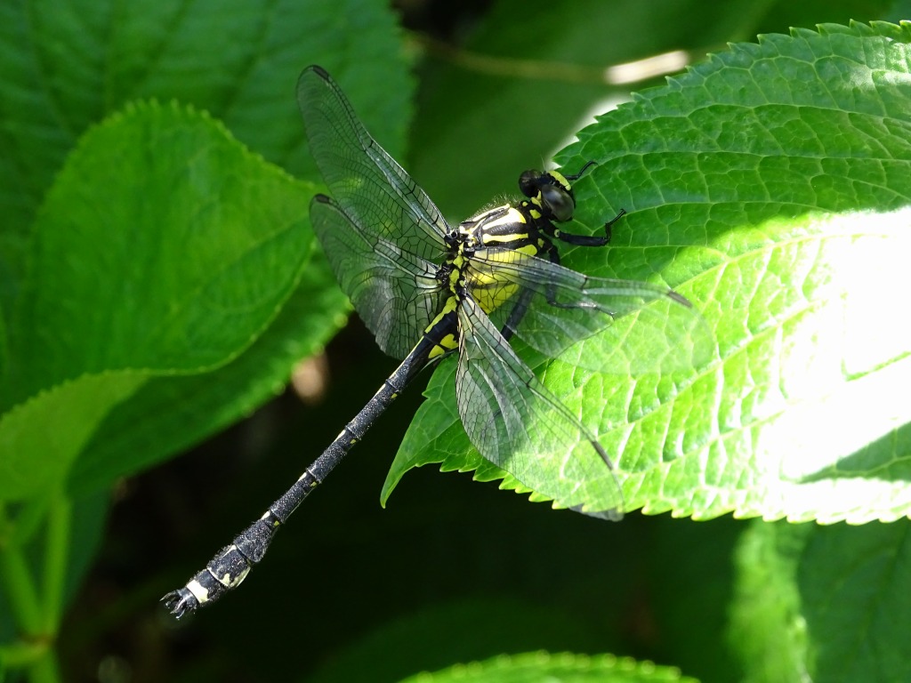 ヤマサナエ（山早苗）
