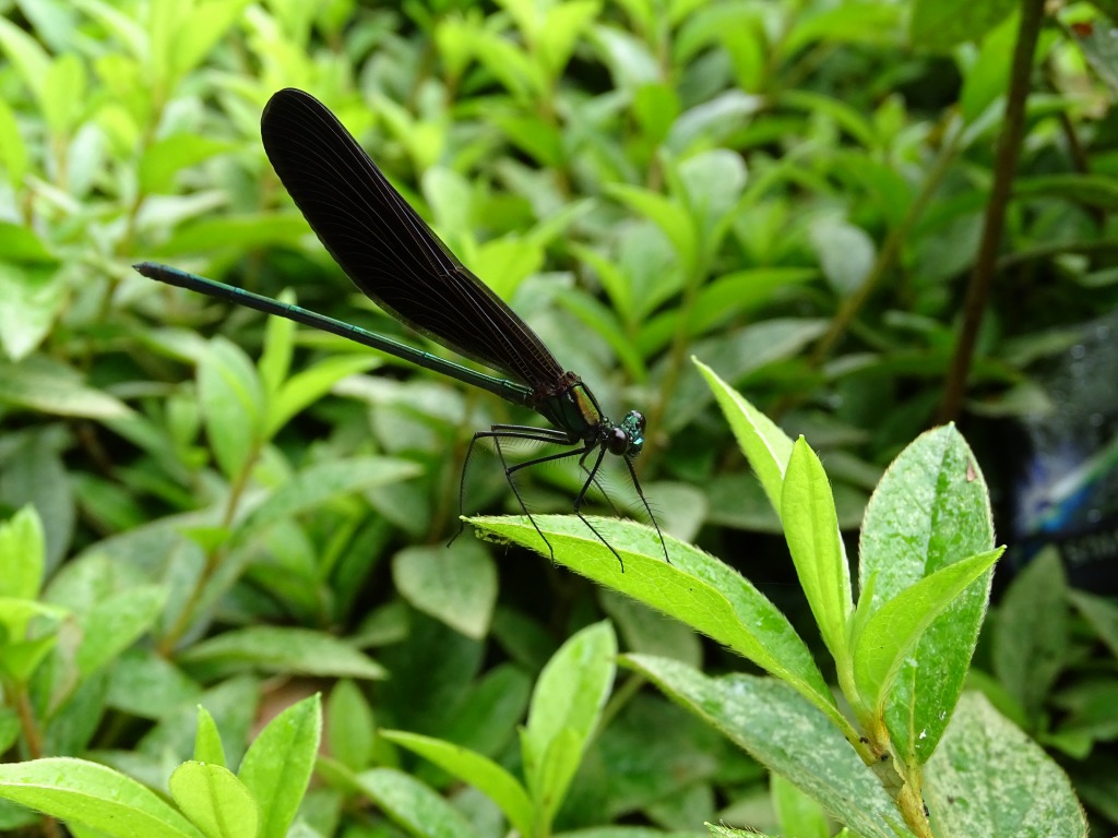 ハグロトンボ（羽黒蜻蛉）