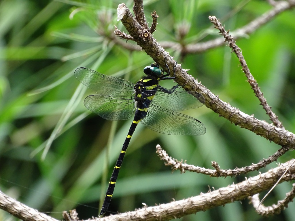 オニヤンマ（鬼蜻蜓）