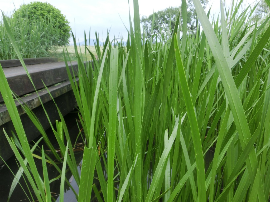 ショウブ（菖蒲）
