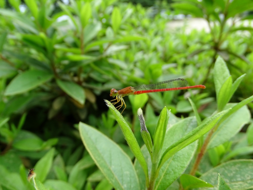 ベニイトトンボ（紅糸蜻蛉）