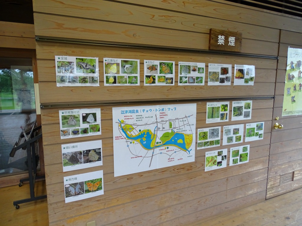 江津湖昆虫（チョウ・トンボ）マップ！