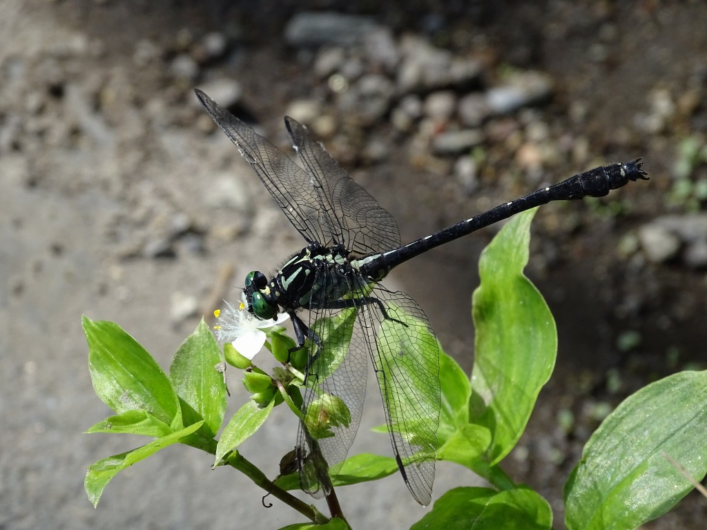 キイロサナエ（黄色早苗）