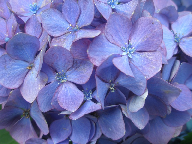 アジサイの「花」