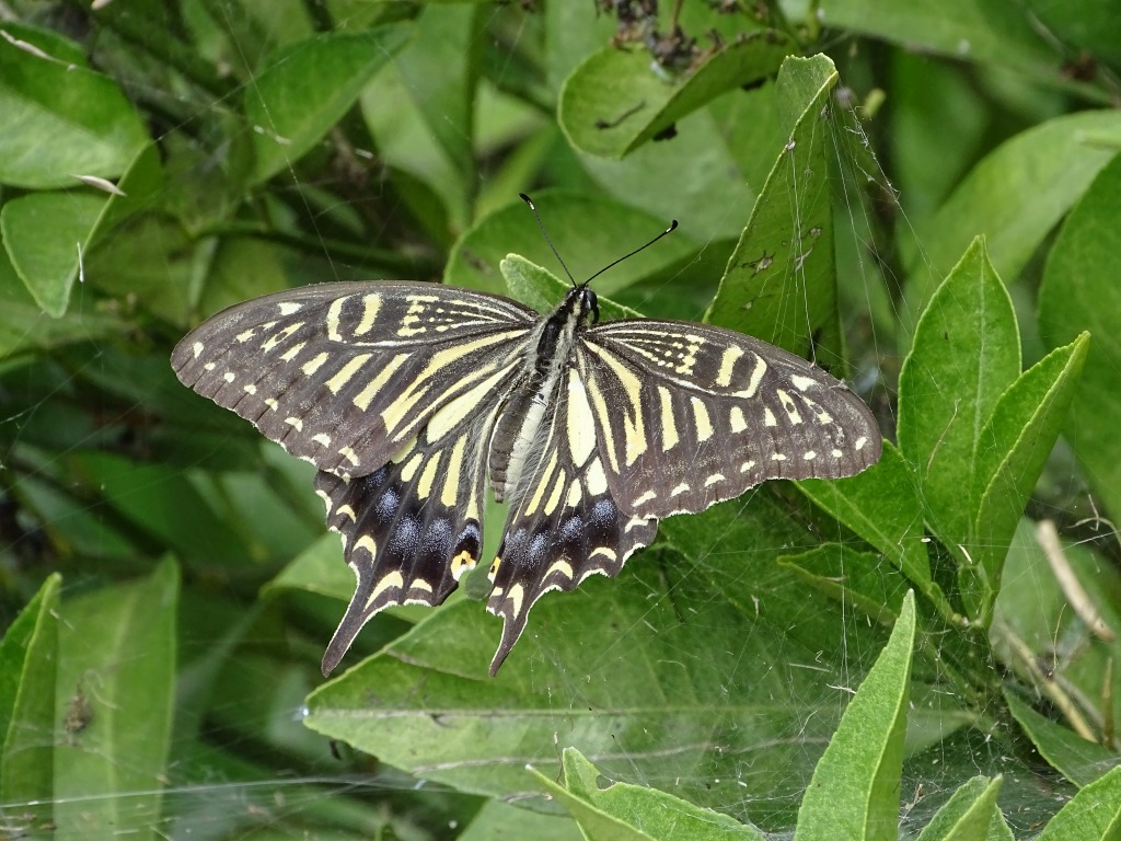 ナミアゲハ（並揚羽）