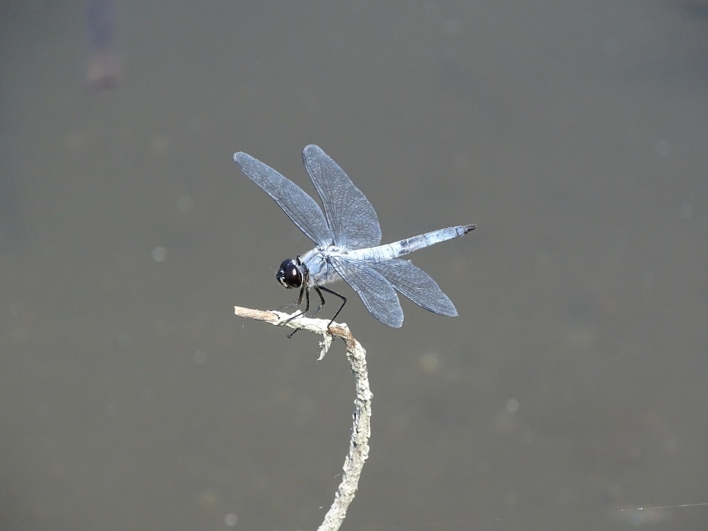 コフキトンボ（粉吹蜻蛉）