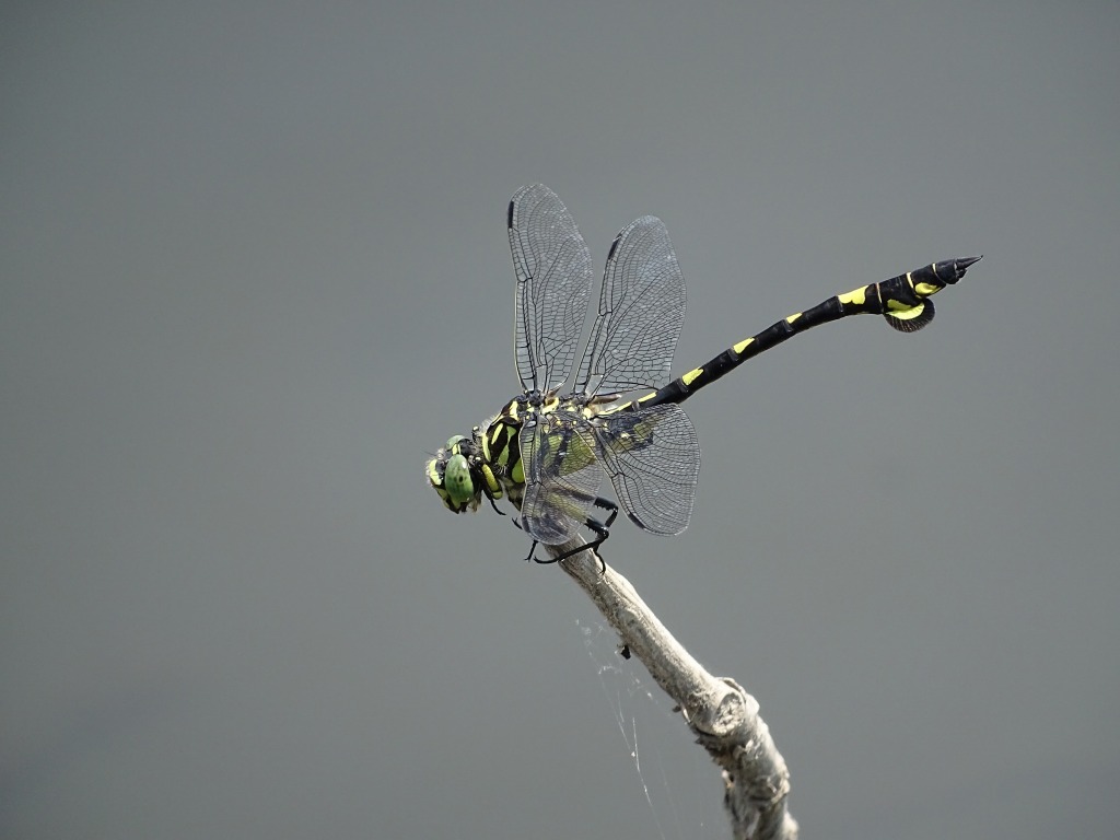 ウチワヤンマ（団扇蜻蜒）