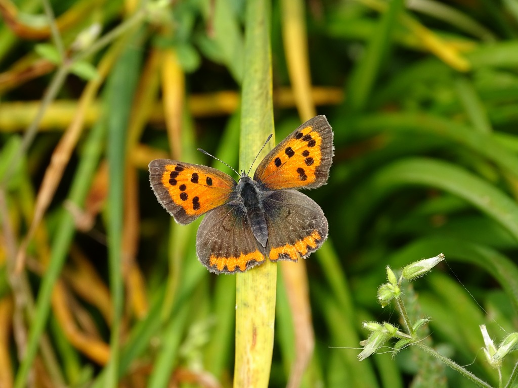 ベニシジミ（紅小灰蝶）