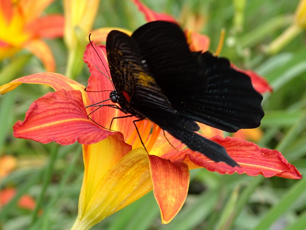 ナガサキアゲハ（長崎揚羽）