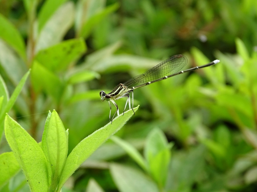 モノサシトンボ（物差蜻蛉）